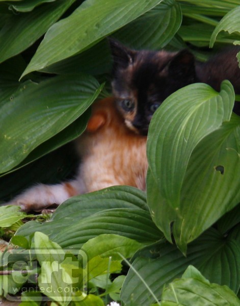 Kittens. ne1157