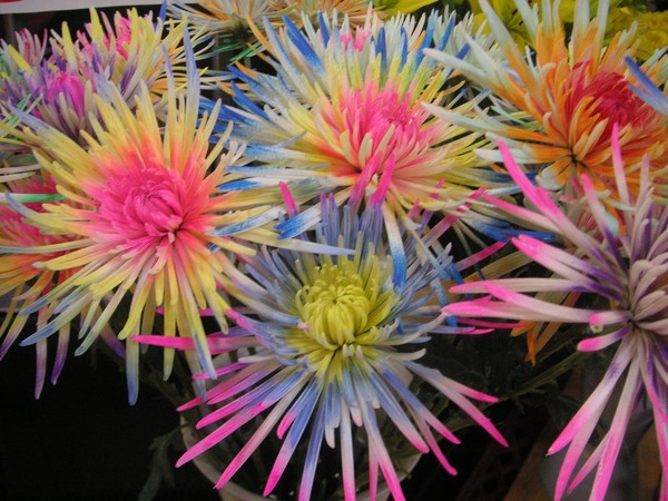 Rainbow Flowers