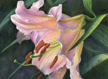 Pink Lily