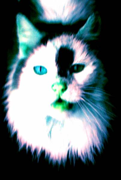 .MuffinTheSuperCat.