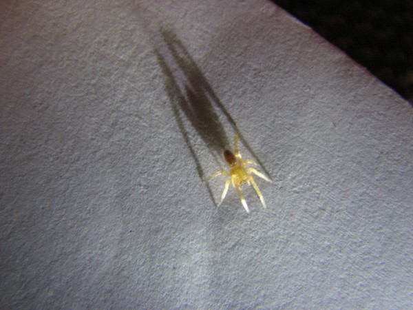It Bit Me 2