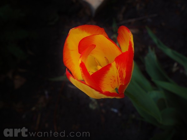 BLAZE TULIP