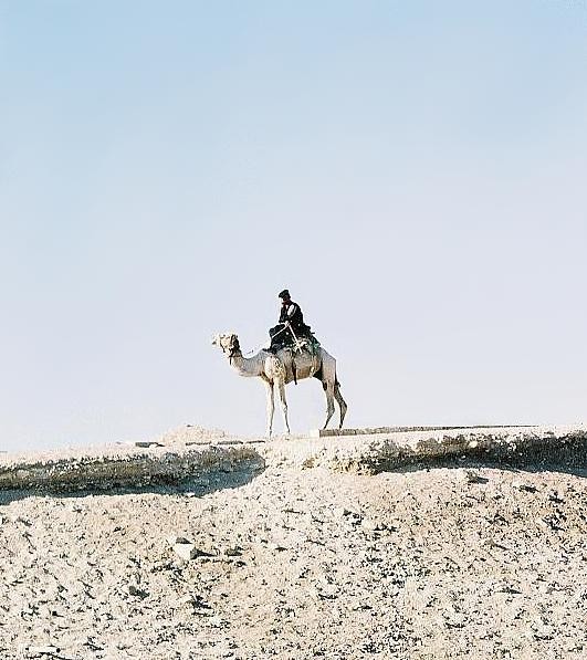 Camel Rider II