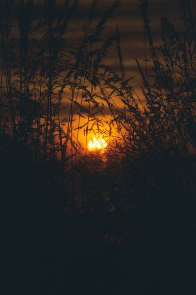 Sun Through Grass