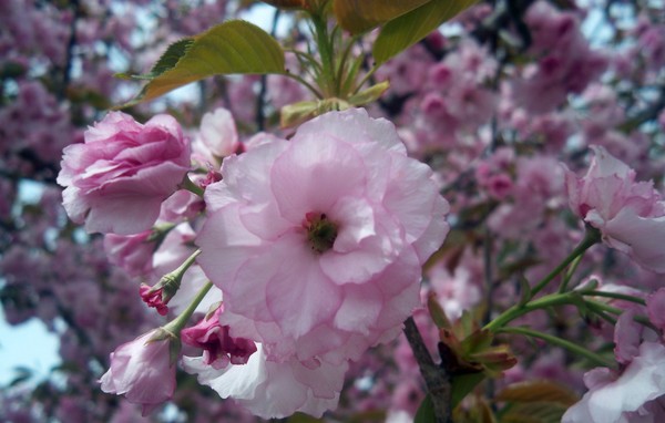 Weeping Cherry Blossom