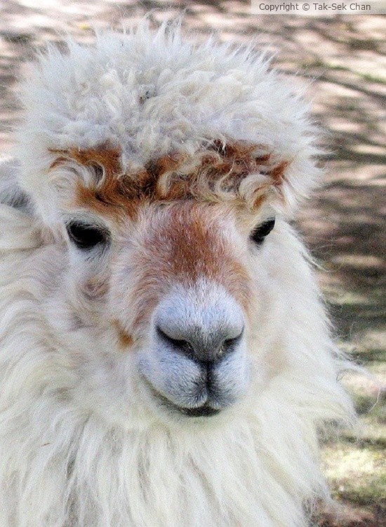 Alpaca (Vicugna pacos), Arequipa, Peru 10-24-2007