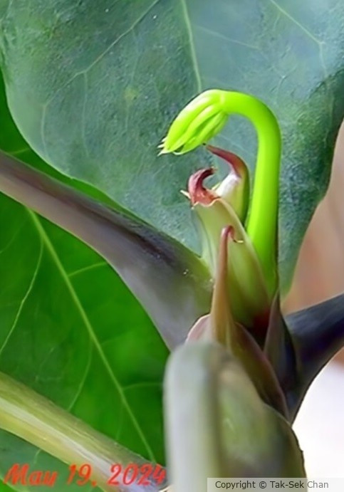 Fortune Tree (Pachira aquatica) since 1973, HB 05-19-2024