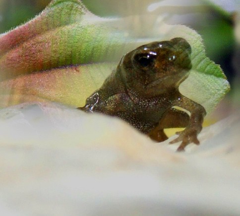 little toad