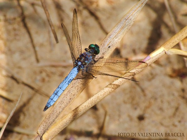 Dragonfly