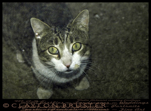 February 10 2008 Oscey Cat