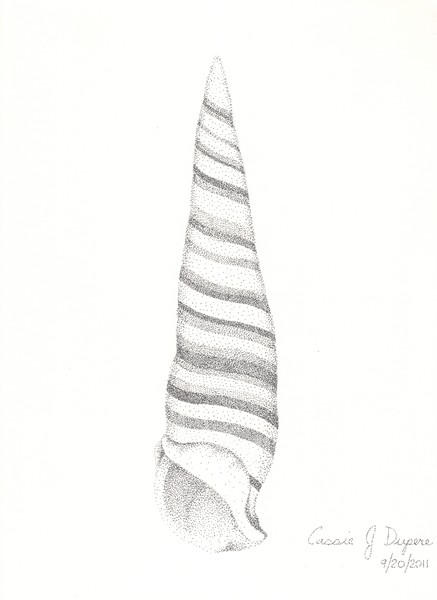 Cerith Shell