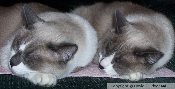 Sleeping Felines 03