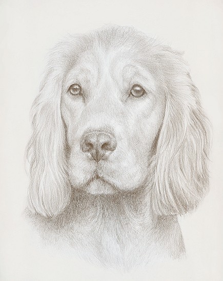 Spaniel