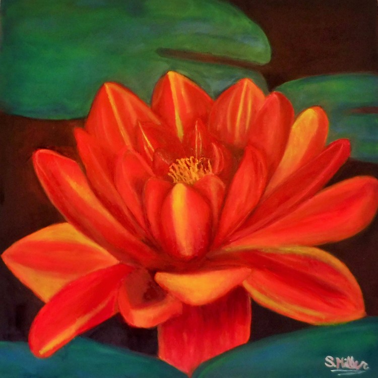 Waterlilly