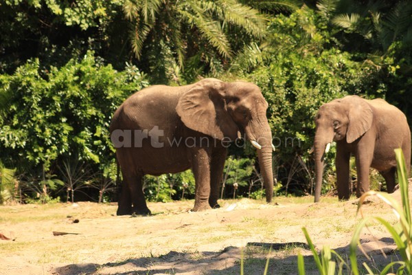 Elephants