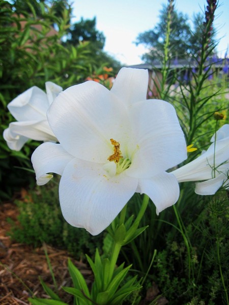 Pristine Lillys