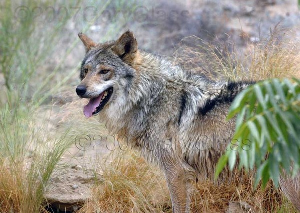 Mexican Wolf