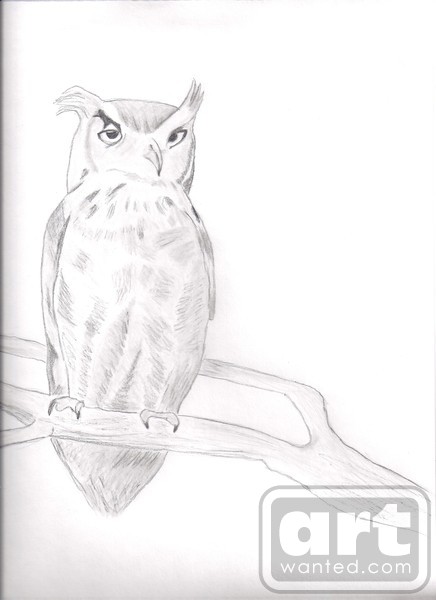 Great Horned Owl