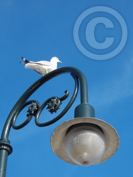 The watcher