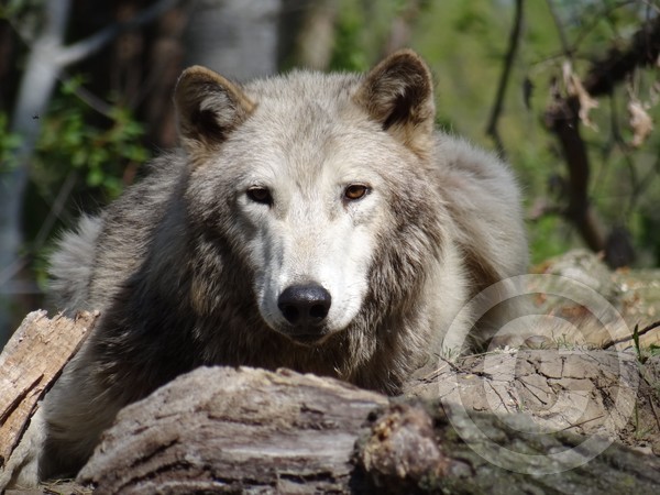 Lucky, the tundra wolf