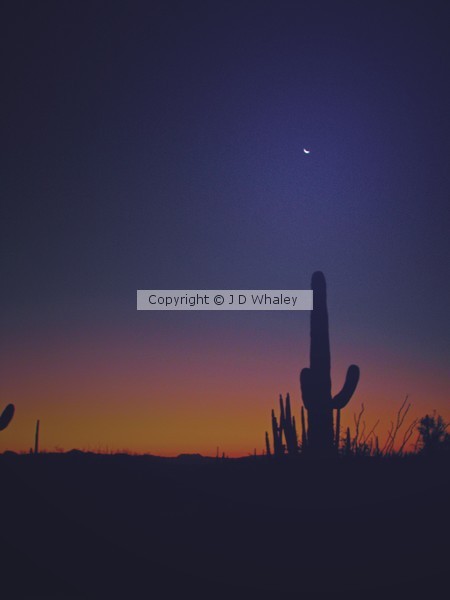 Sundown at Organpipe NM Arizona U S A 7746
