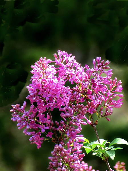 2379 Lilac