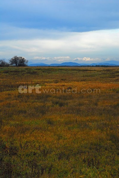 Late Fall on the Farm I