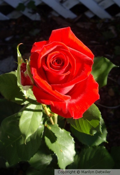American Beauty