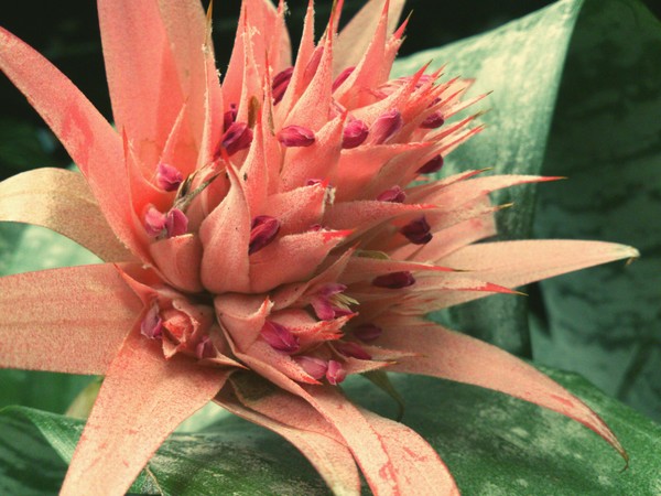 Exotic Pink