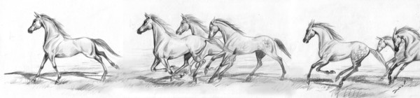 horses