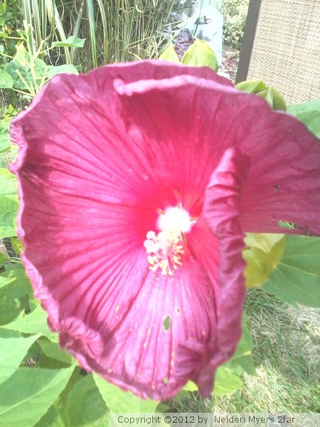 Flower Power