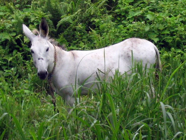 A Donkey?