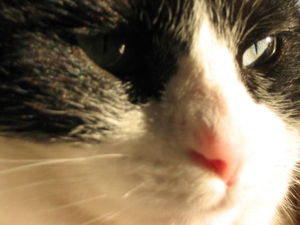 Face of Wisdom