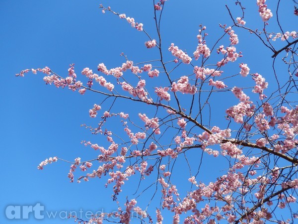 Cherry Blossom