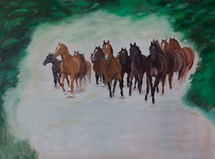 Young wild herd of horses