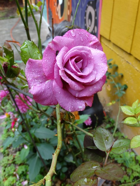 DSC07318