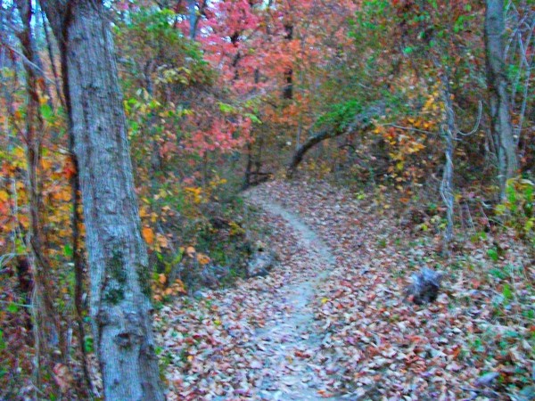Deep Into Kentucky Woods