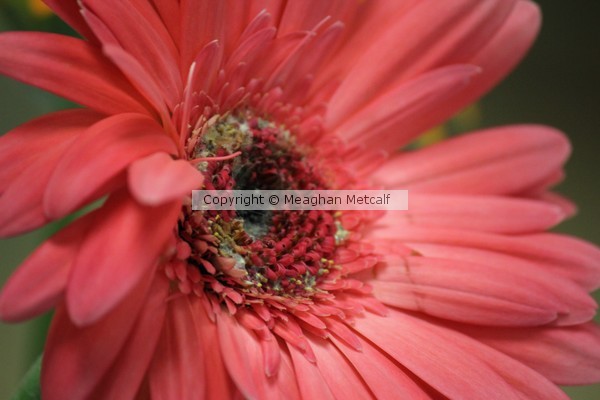 Gerber Daisy
