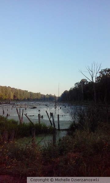 Swamp Wakes up