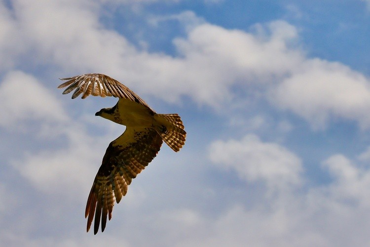 Osprey