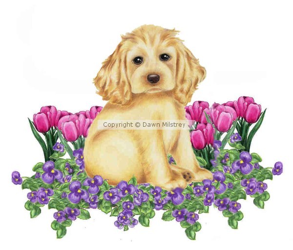 Cocker Spaniel