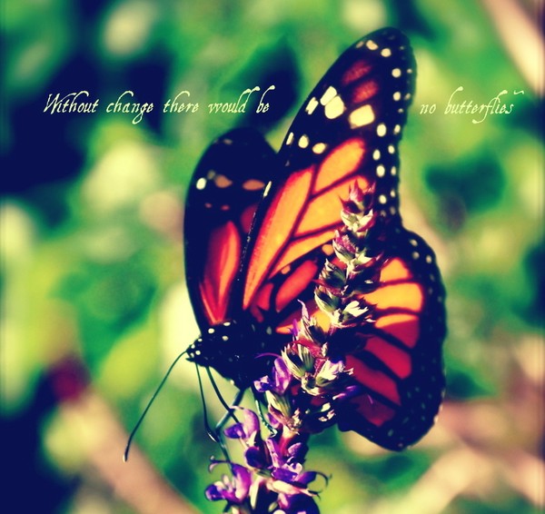Monarch Butterfly