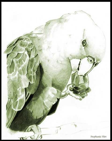 Parrot Project ii