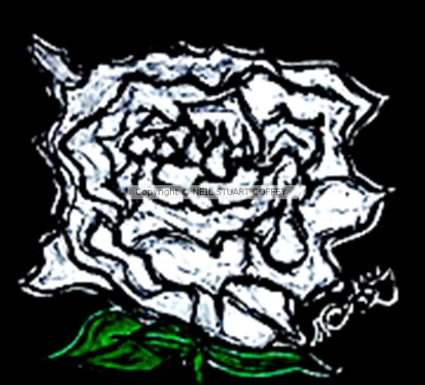 WHITE ROSE