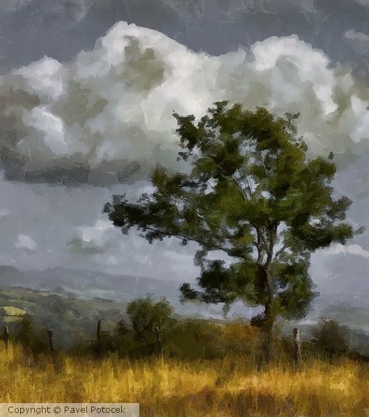 Tuscany tree