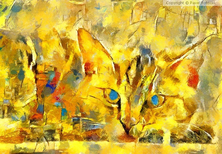 My cat