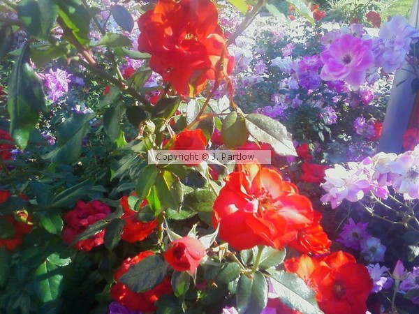 sunshine red brilliance 