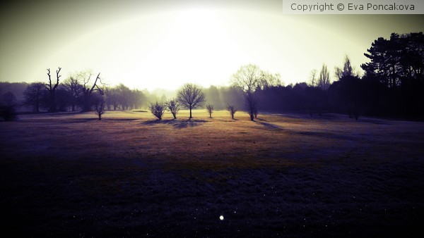 morning sun bubble