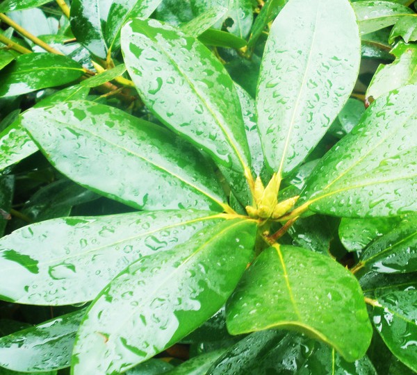 Droplets