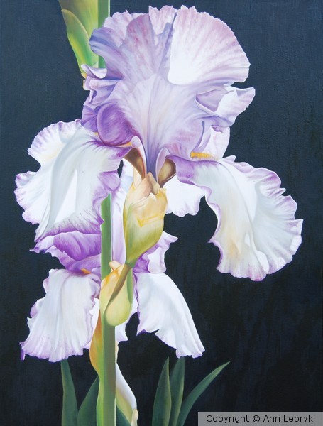 Purple Iris